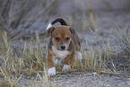 mongrel puppy