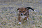 mongrel puppy
