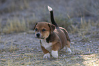 mongrel puppy