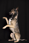 adult mongrel