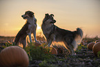 mongrels in pumpkin patch