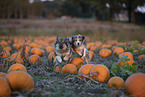 mongrels in pumpkin patch