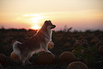 mongrel in pumpkin patch