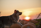 mongrel in pumpkin patch