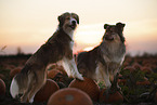 mongrels in pumpkin patch