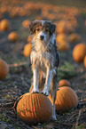 mongrel in pumpkin patch
