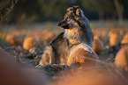 mongrel in pumpkin patch