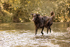 Australian-Shepherd-Mongrel in summemr