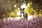 Australian-Shepherd-Mongrel in summemr