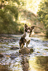 Spitz-Mongrel in summer