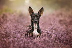 Terrier-Mongrel in summer