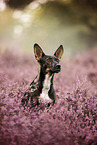 Terrier-Mongrel in summer