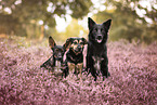 3 dogs