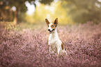 Jack-Russell-Terrier-Mongrel in summer
