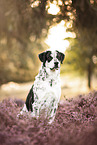 livestock-guardian-dog-mongrel in summer