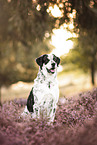 livestock-guardian-dog-mongrel in summer