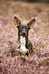 Terrier-Mongrel in summer