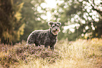 Poodle-Mongrel in summer