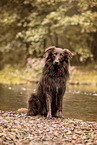 Australian-Shepherd-Mongrel in summemr