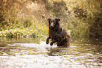 Australian-Shepherd-Mongrel in summemr