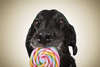Labrador-Retriever-Mongel Portrait