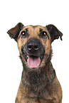 Dachshund-Mongrel portrait