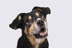 blind Entlebuch-Mountain-Dog-Mongrel