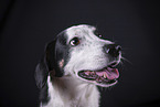 male mongrel