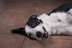 male mongrel