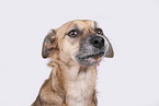 brown Shepherd-Mongrel