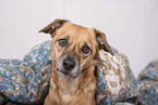 brown Shepherd-Mongrel