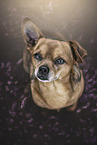 Dachshund-Terrier