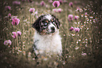 mongrel puppy