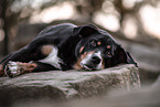 outdoor Appenzell-Mountain-Dog-Mongrel