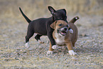 mongrel puppies