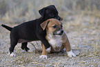 mongrel puppies