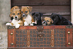 mongrel puppies