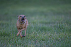 mongrel in the meadow