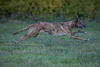mongrel in the meadow