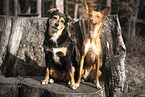 2 mongrels