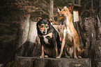 2 mongrels
