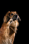 Nova-Scotia-Duck-Tolling-Retriever-Mongrel