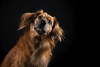 Nova-Scotia-Duck-Tolling-Retriever-Mongrel