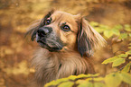 Nova-Scotia-Duck-Tolling-Retriever-Mongrel