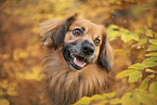 Nova-Scotia-Duck-Tolling-Retriever-Mongrel