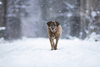 Romanian mongrel