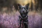 adult mongrel