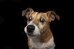 Jack-Russell-Terrier-Mongrel