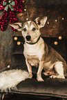 Corgi-Mongrel at christmas