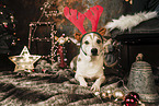 Corgi-Mongrel at christmas